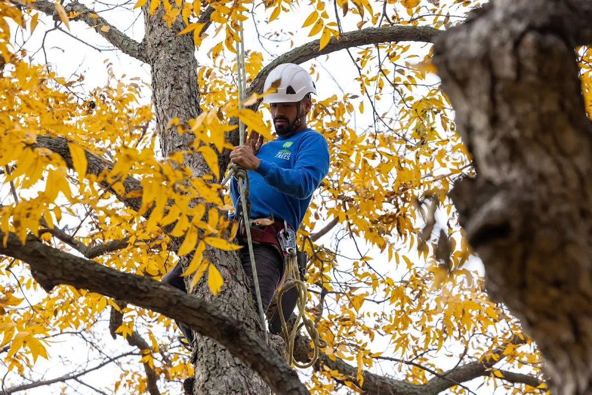 Skilled Tree Disease Treatment crew working in Warsaw